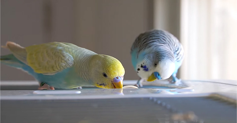 Is It Safe for Budgies to Eat Dust