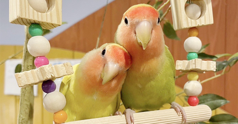 Lovebird Female Or Male