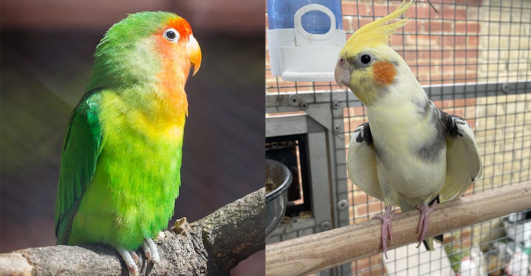 Key Factors That Determine Whether Lovebirds and Cockatiels Can Coexist