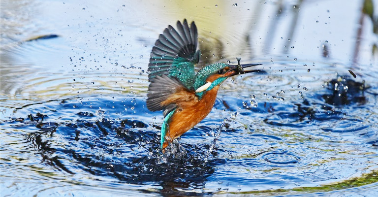 Kingfishers’ Strategy of Adaptations to the Environment