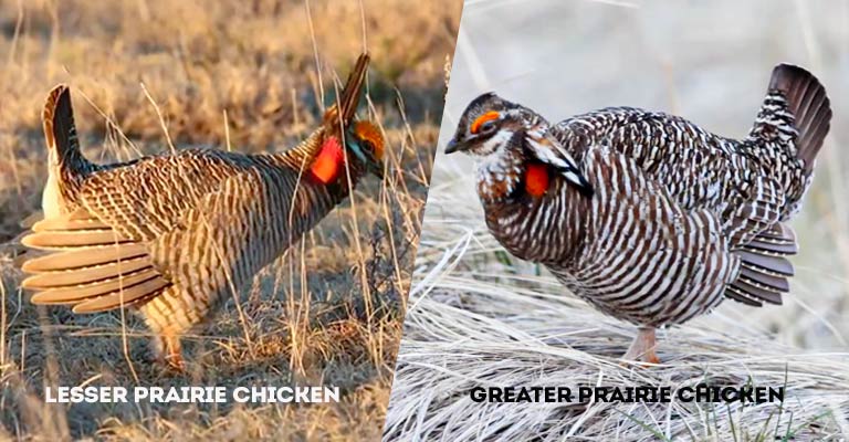 Lesser Prairie Chicken Vs Greater Prairie Chicken