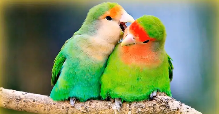 Lovebirds' Natural Sounds