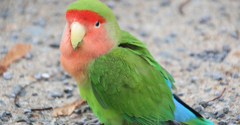 Do Lovebirds Talk: Unraveling the Mysteries of Lovebird Communication