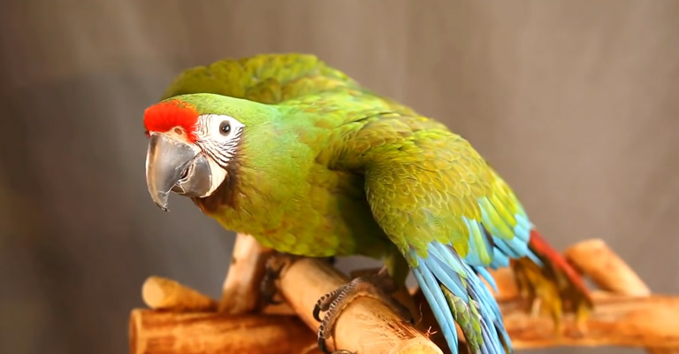 Macaw