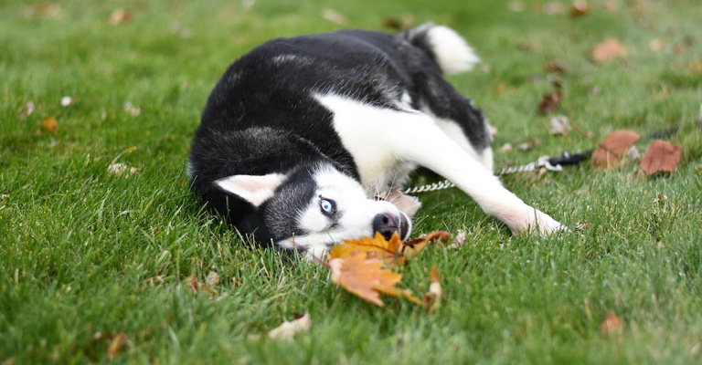 My Dog Ate a Dead Bird