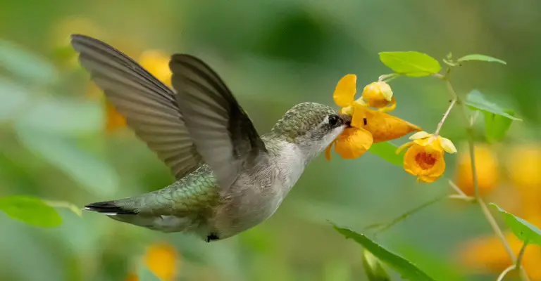Natural Habitats of Hummingbirds