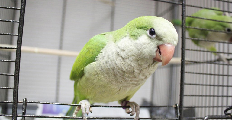 Other Vocalizations of Quaker Parrots