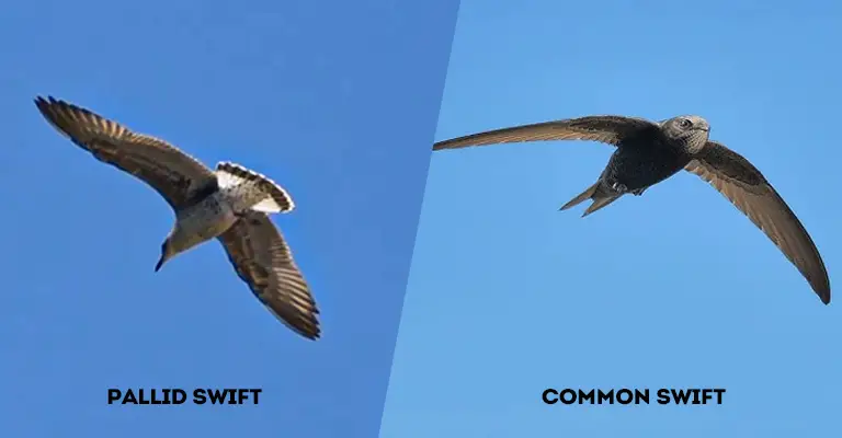 Pallid Swift Vs Common Swift