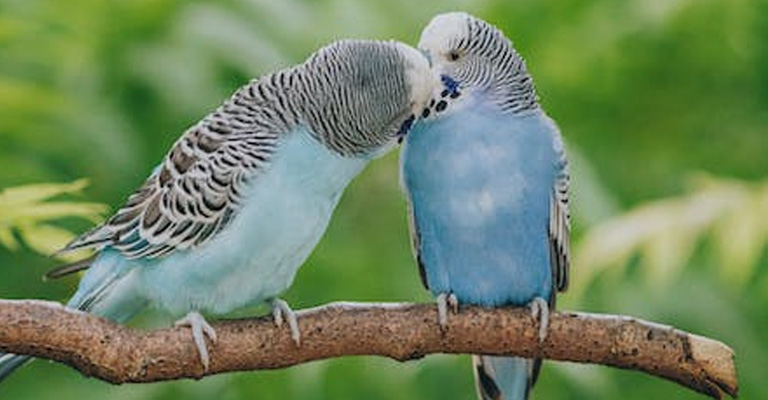 Parakeets