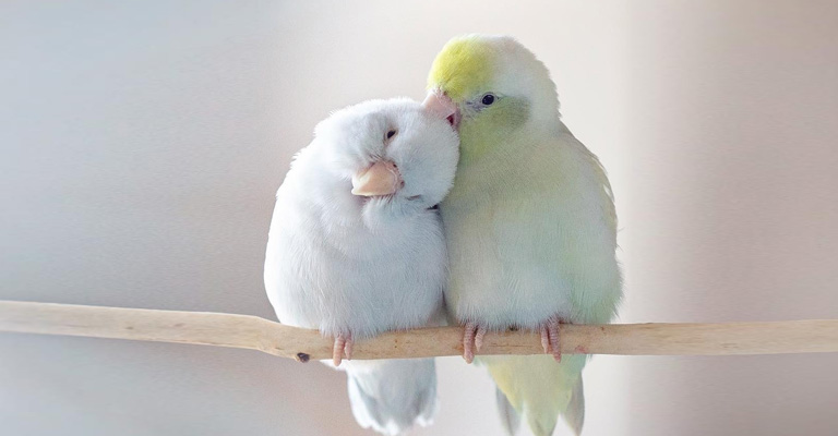 Parrotlets