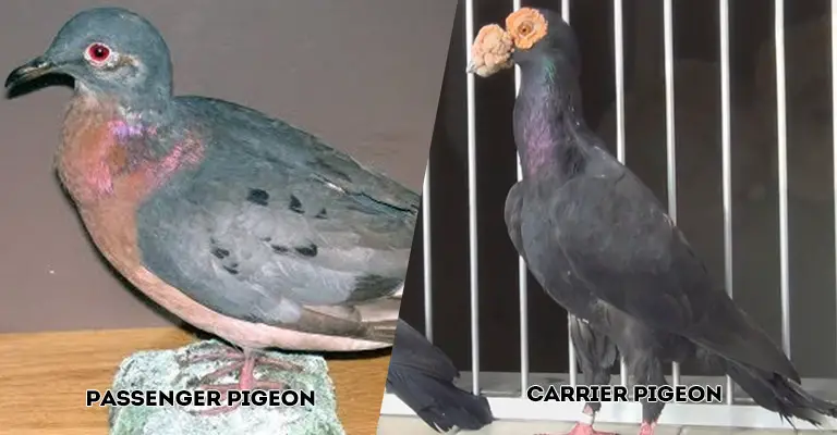 Passenger Pigeon Vs Carrier Pigeon