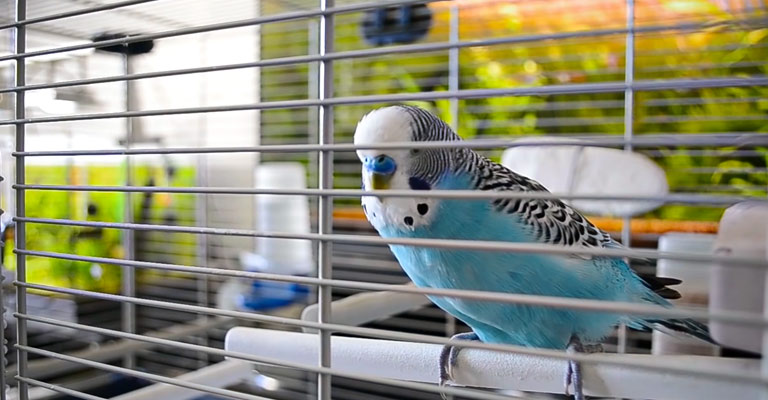 Pet Insurance for Birds Will Cover