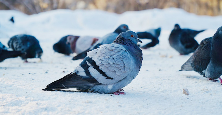 Pigeons