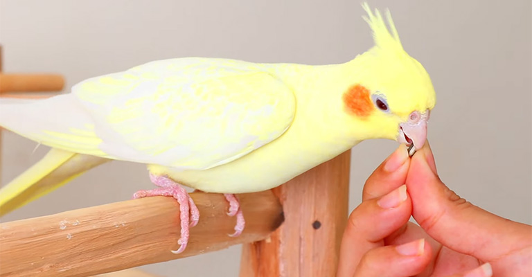 Post Clipping Care for Cockatiels Nails