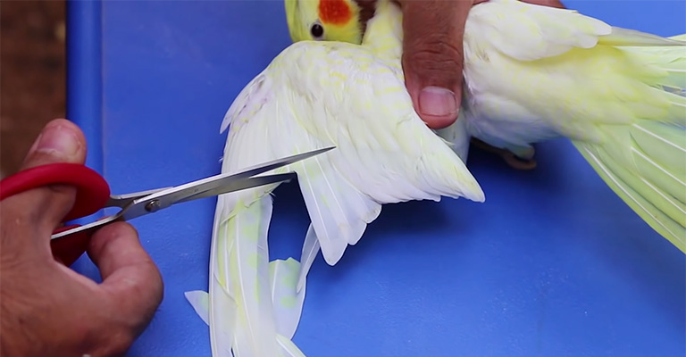 Post Clipping Care for Cockatiels Wings