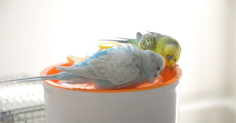 Preparing for the Bathing Session