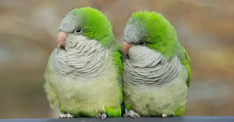 Quaker Parrots as Companion Animals