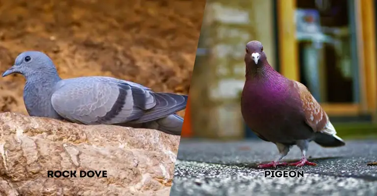 Rock Dove Vs Pigeon