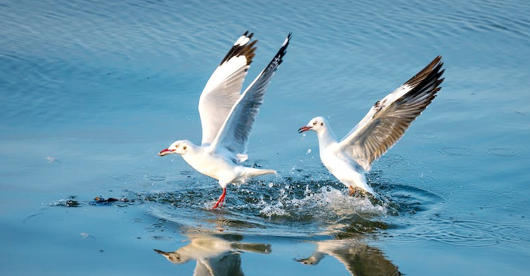 Seagulls