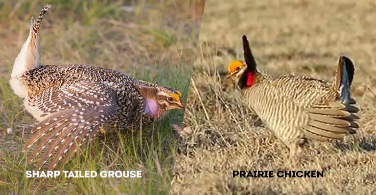 Sharp Tailed Grouse Vs Prairie Chicken
