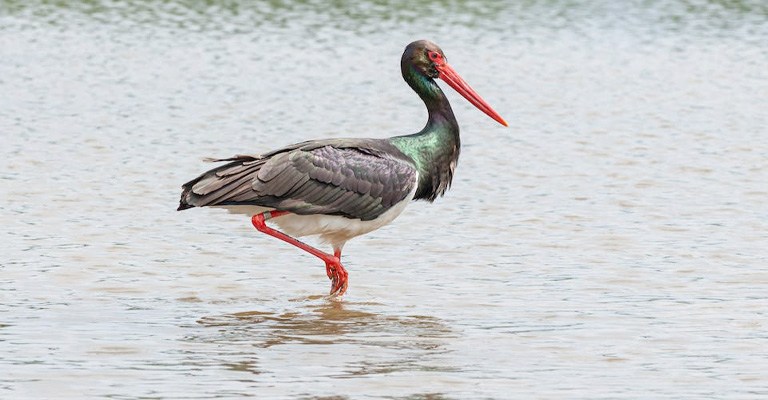 Significance of Bird Watching