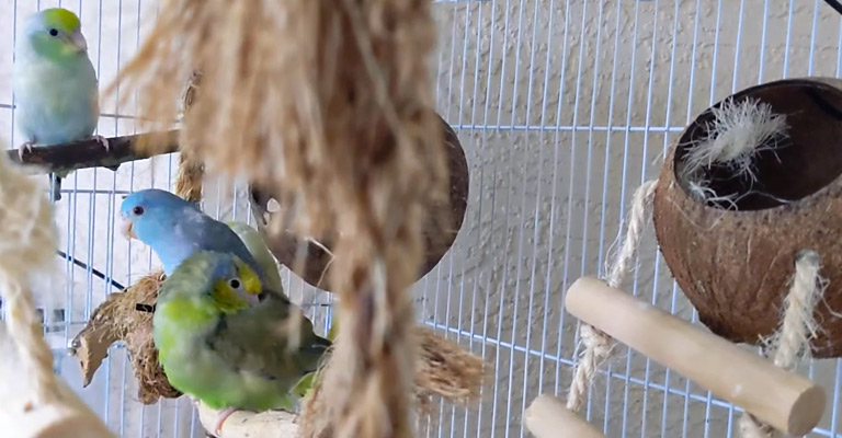 Suitable Companion Birds for Parrotlets