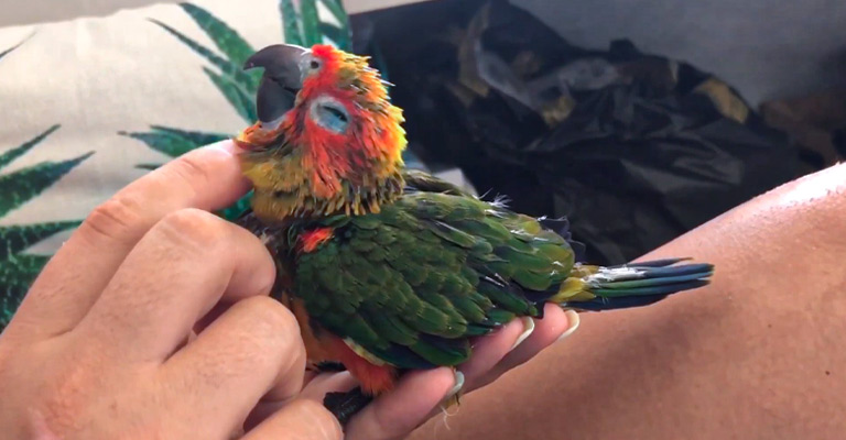 Take Care of Baby Conure Birds