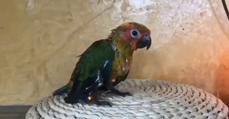 Take Care of Baby Conure Birds
