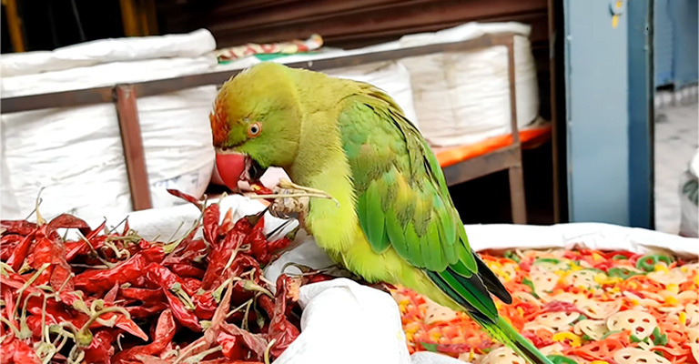 The Benefits of Chili Consumption for Birds