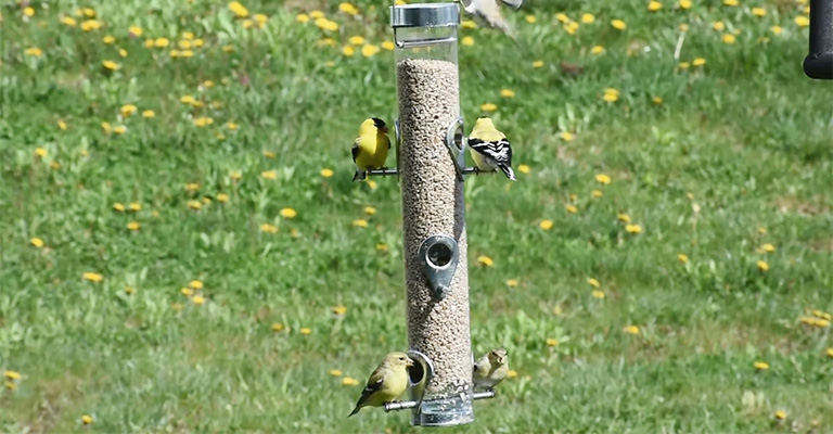 The Potential Dangers of Dirty Bird Feeders