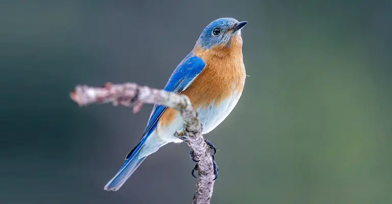 The Pros of Keeping Bluebirds as Pets