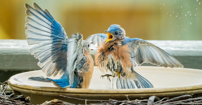 The Truth About Bluebirds as Pets