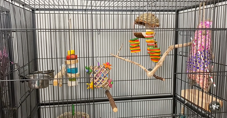 Things to Consider When Choosing a Cage Size for Lovebirds