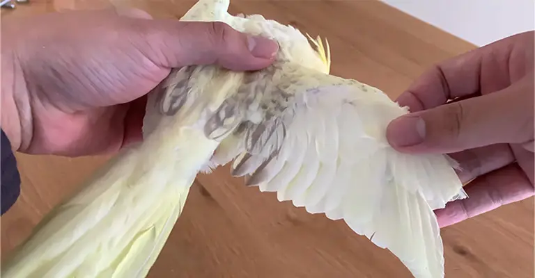 Things to Consider When To Clip Cockatiels Wings