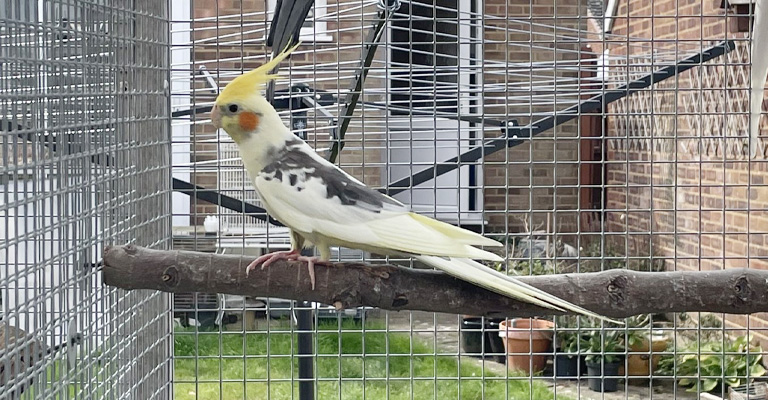 Things to Consider While Choosing Birds to Keep With Cockatiels
