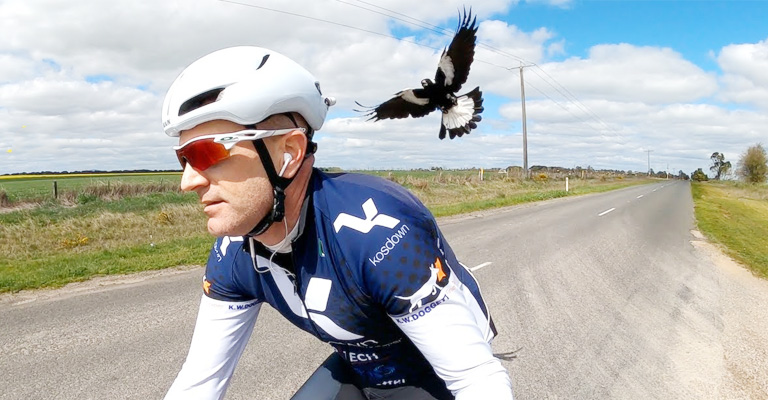 Tips for Cyclists and Joggers to be Safe From Swooping Torresian Crow