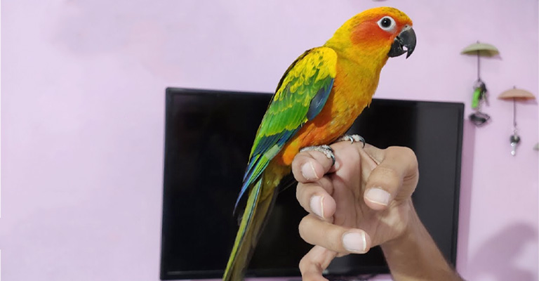 Tips for Extending Your Sun Conure's Lifespan