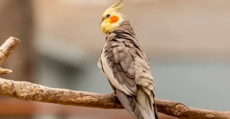 What Do Cockatiels Hate