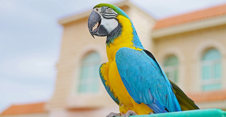 Tips for Macaw Socialization and Interaction