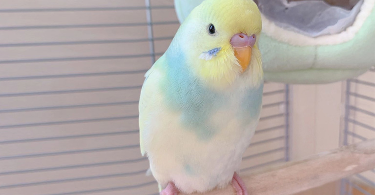 Tips for Quieting a Loud Budgie