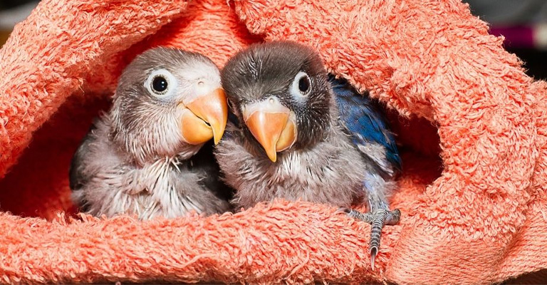 How to Take Care of Baby Lovebirds