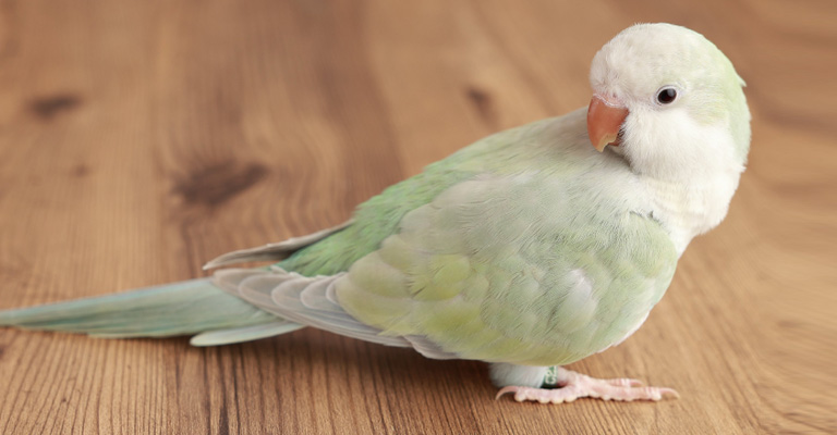 Tips to Help Quaker Parrots to Expand Their Lifespan