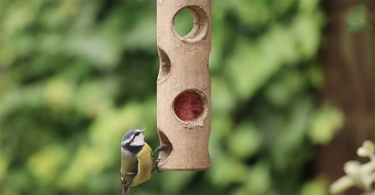 Tips to Keep Bird Feeders Clean