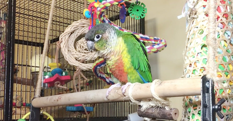 Tips to Preventing Parrot Lunging
