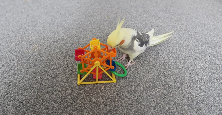 Feathered Fun: Toys For Cockatiels