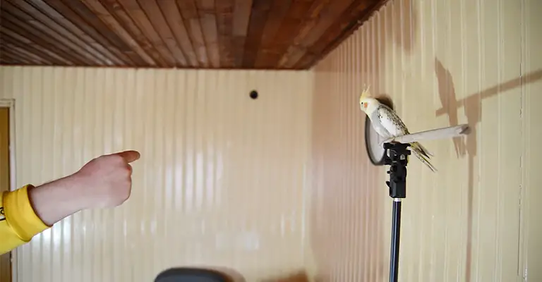Training and Socialization of Cockatiels