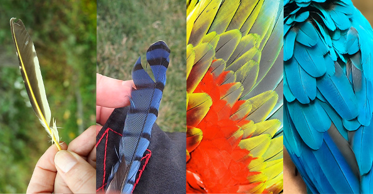 Type of Birds Feathers 