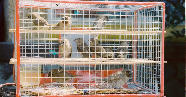 Types of Bird Cages