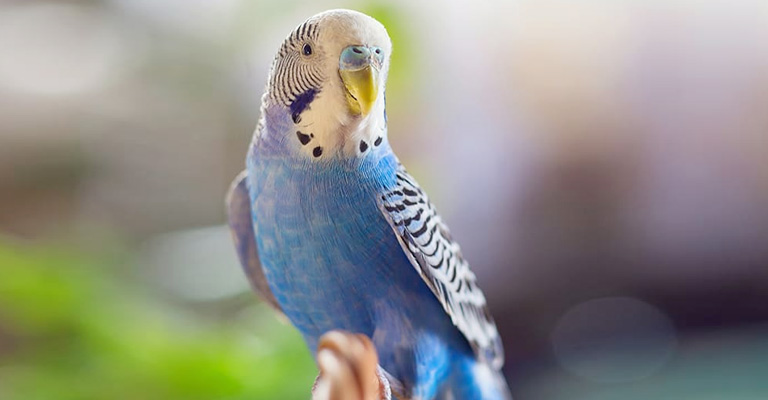 Understanding Budgie Vocalizations