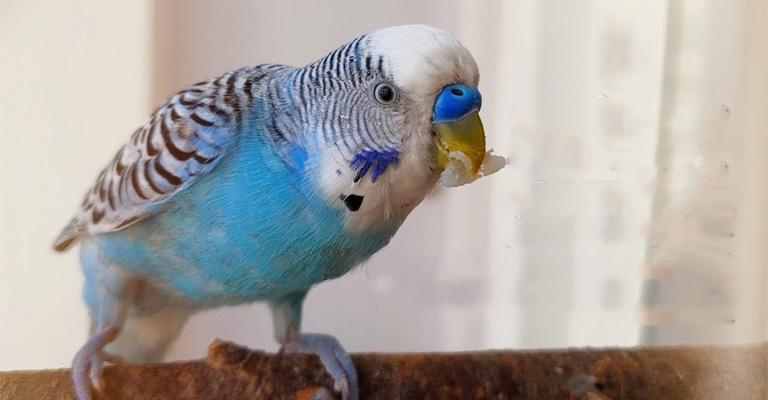 The Curious Behavior of Budgies: Unraveling Why Does My Budgie Twirl Seed Shells in His Mouth